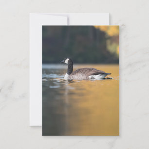 Goose Wildlife Foto Karte