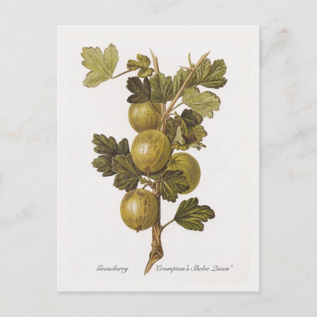 Gooseberry 'Crompton's Sheba Queen' Postkarte (Vorderseite)