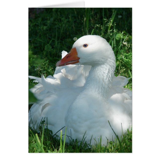 Goosey the Sebbie (Vorne)