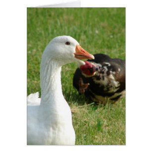Goosey und Muscovy Drake
