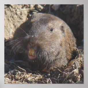 Gopher Poster
