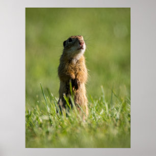 Gopher Poster