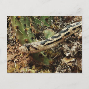 Gopher Snake Blank Postkarte