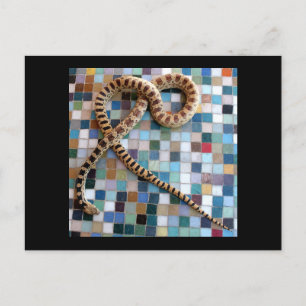 Gopher Snake Wonder Valley Postkarte