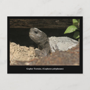 Gopher Tortoise auf dem Blick Postkarte