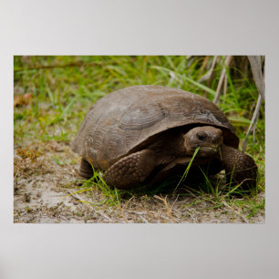 Gopher Tortoise isst Grass Poster