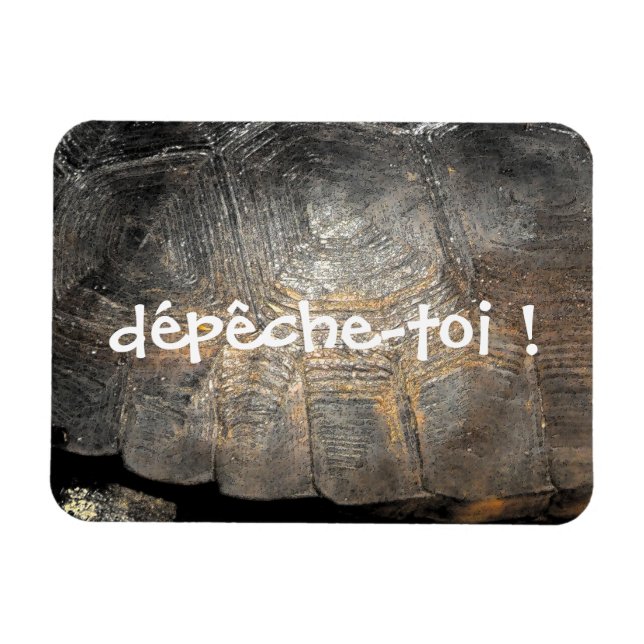 Gopher Tortoise Muschel Magnet (Horizontal)