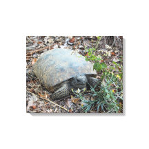 Gopher Tortoise on Morning