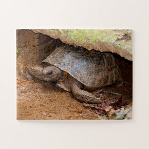 Gopher Turtle Puzzle