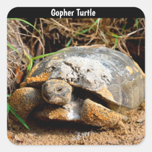Gopher Turtle Quadratischer Aufkleber