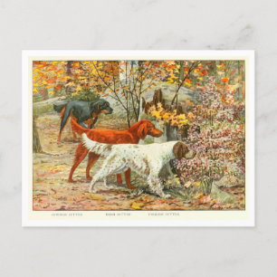 Gordon, Irish und English Setter Dogs Postcard Postkarte