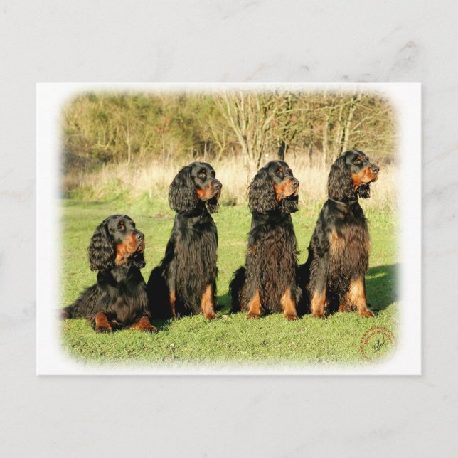 Gordon Setter 9Y105D-080 Postkarte (Vorderseite)