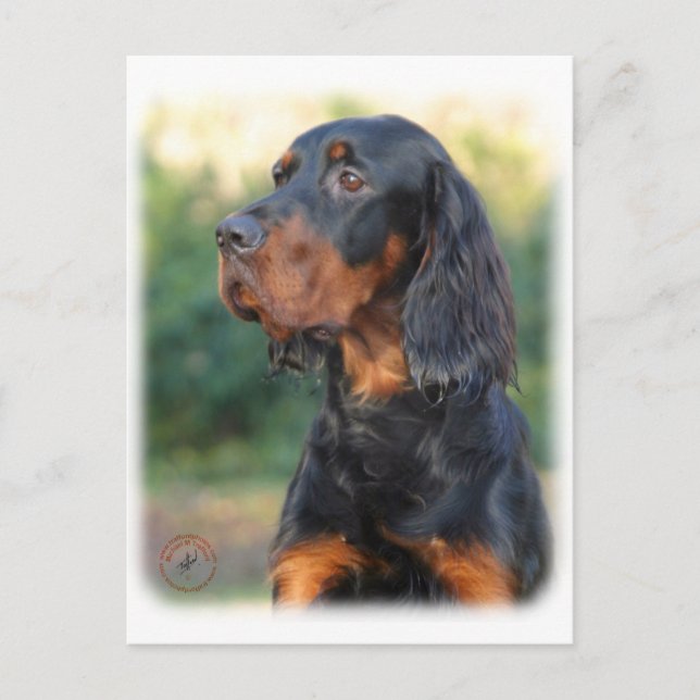 Gordon Setter 9Y109D-021 Postkarte (Vorderseite)