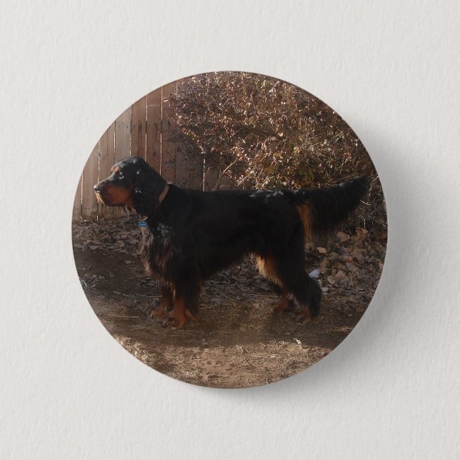 Gordon Setter Button (Vorderseite)