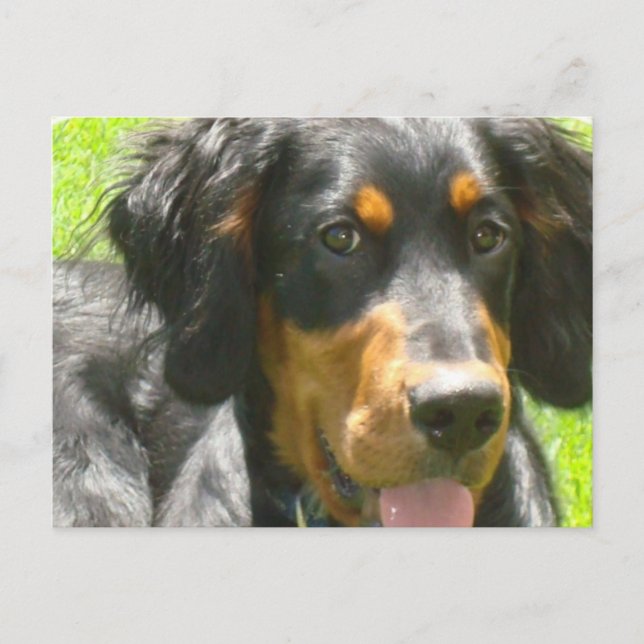 Gordon Setter Dog Postkarte (Vorderseite)