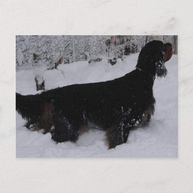 Gordon Setter Foto Postkarte (Vorderseite)