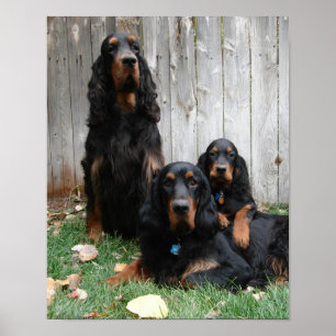Gordon Setter Generationen Canvas Print Poster