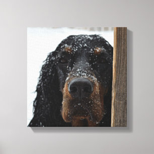 Gordon Setter im Winter ummantelte Canvas Leinwanddruck