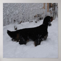 Gordon Setter in einem Schneesturm Canvas Print