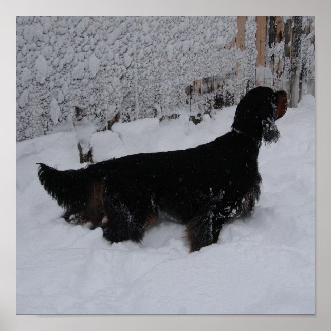 Gordon Setter in einem Schneesturm Canvas Print Poster (Vorne)