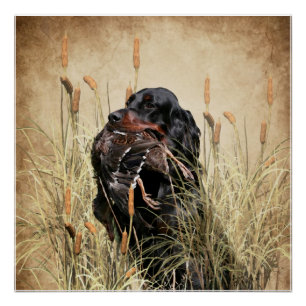Gordon Setter , Jagdband für Enten Poster