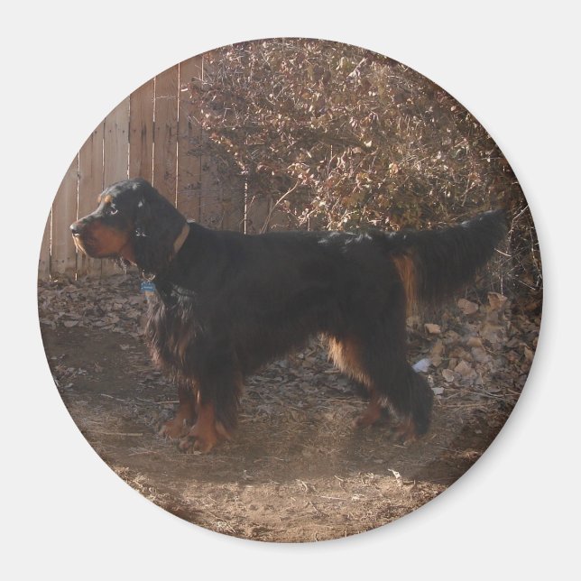 Gordon Setter Magnet (Vorne)
