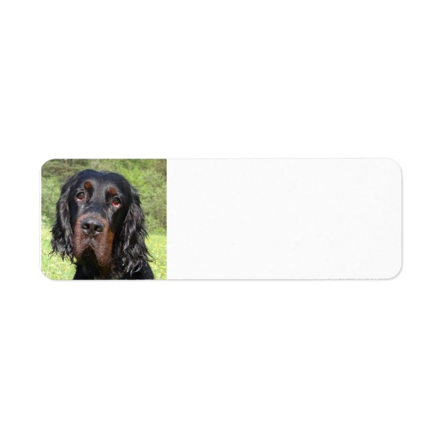 Gordon setter.png (Vorne)