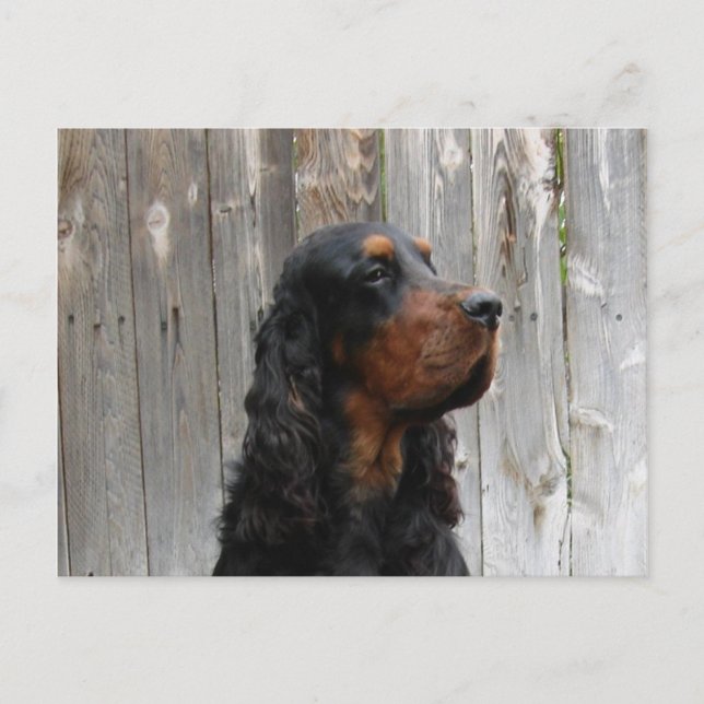 Gordon Setter Postcard Postkarte (Vorderseite)