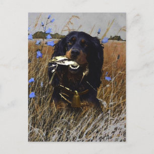 Gordon Setter Postkarte