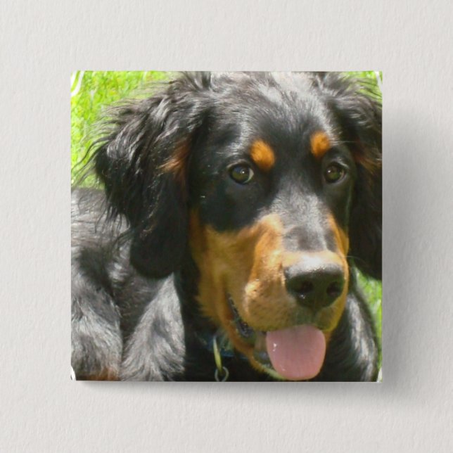 Gordon-Setzer-HundeButton Button (Vorderseite)