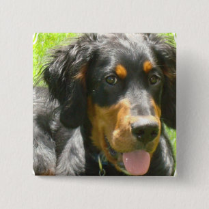 Gordon-Setzer-HundeButton Button