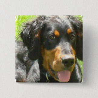 Gordon-Setzer-HundeButton Button