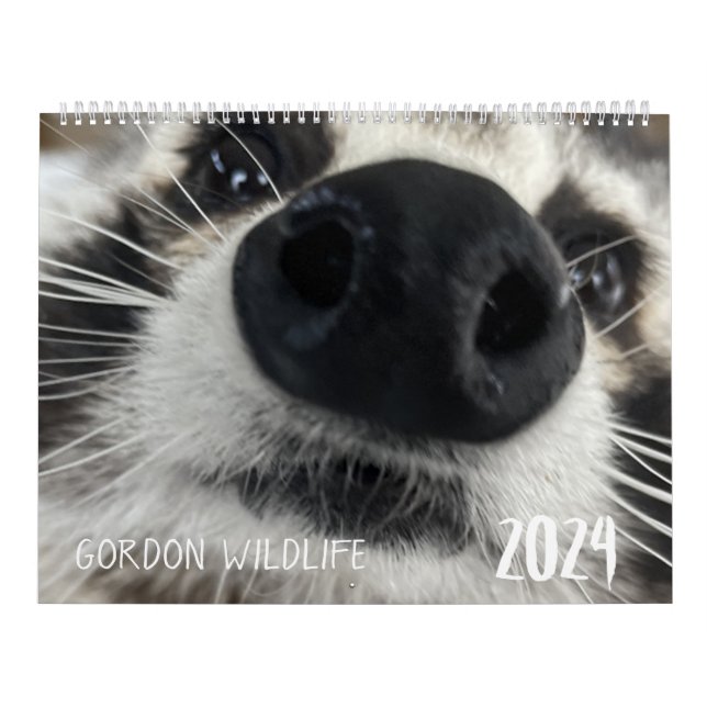 Gordon Wildlife Raccoon Kalender 2024 (Titelbild)