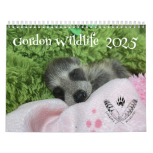 Gordon Wildlife Raccoon Kalender 2025