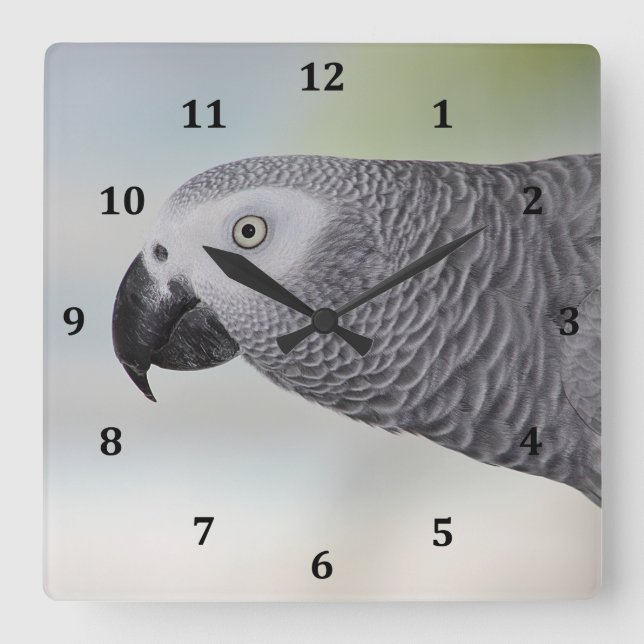 Gorgeous African Gray Parrot Quadratische Wanduhr (Vorderseite)