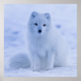 Gorgeous Arctic Fuchs Poster