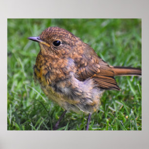 Gorgeous Baby Robin Poster