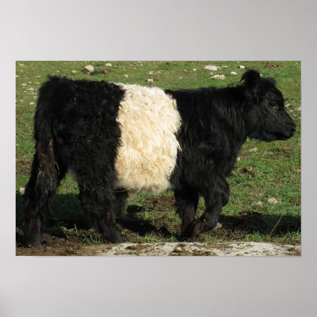 Gorgeous Belted Galloway Steer Beltie Poster (Vorne)