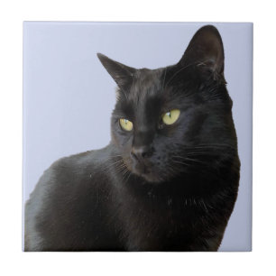 Gorgeous Black Cat Fliese
