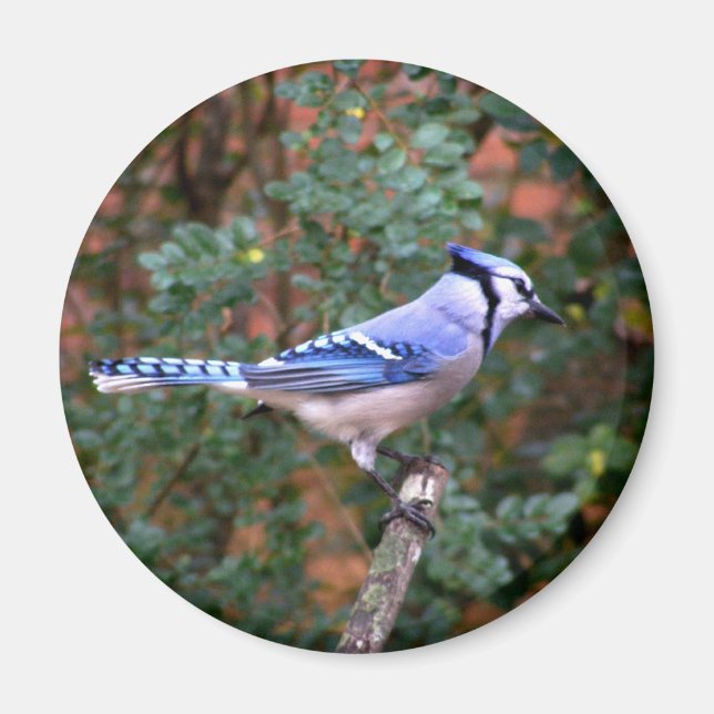 Gorgeous Blue Jay Magnet (Vorne)