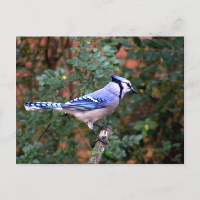 Gorgeous Blue Jay Postkarte (Vorderseite)