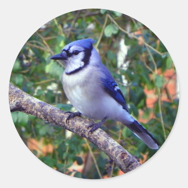 Gorgeous Blue Jay Runder Aufkleber (Vorderseite)