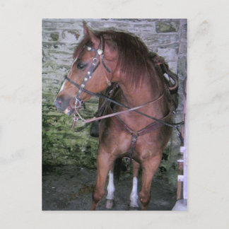 Gorgeous Brown Horse Postkarte