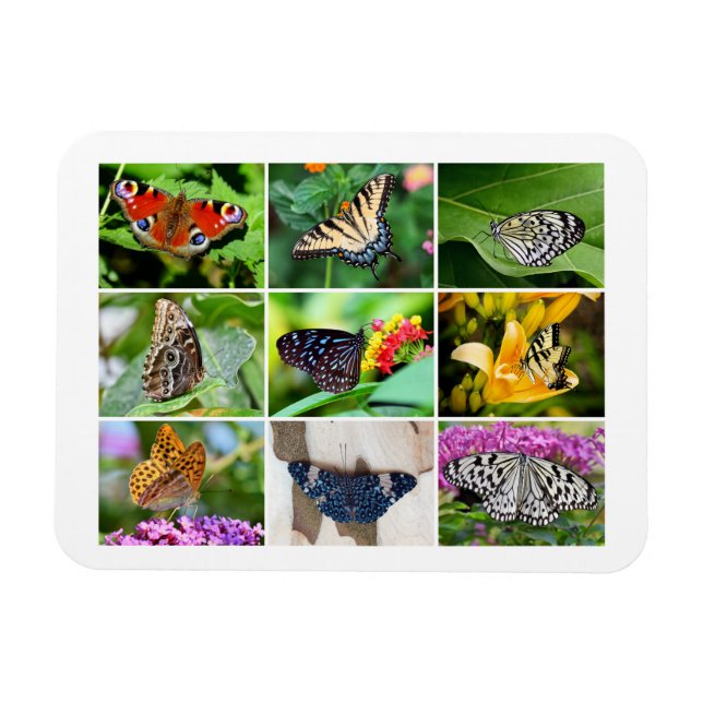 Gorgeous Butterflies Collage, 9 Fotos Magnet (Horizontal)