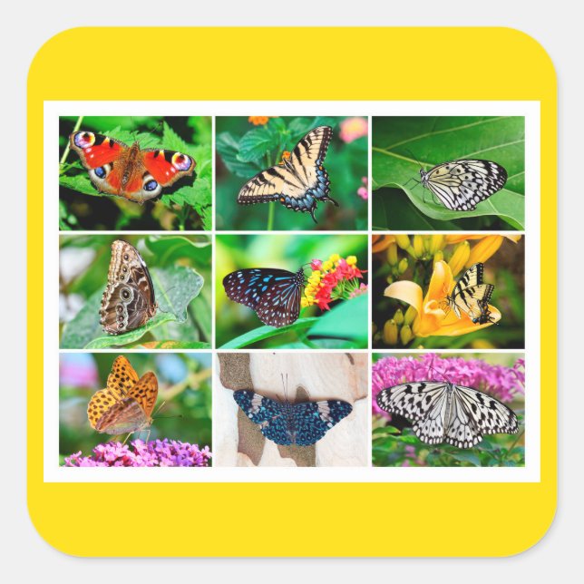 Gorgeous Butterflies Collage, 9 Fotos Quadratischer Aufkleber (Vorderseite)