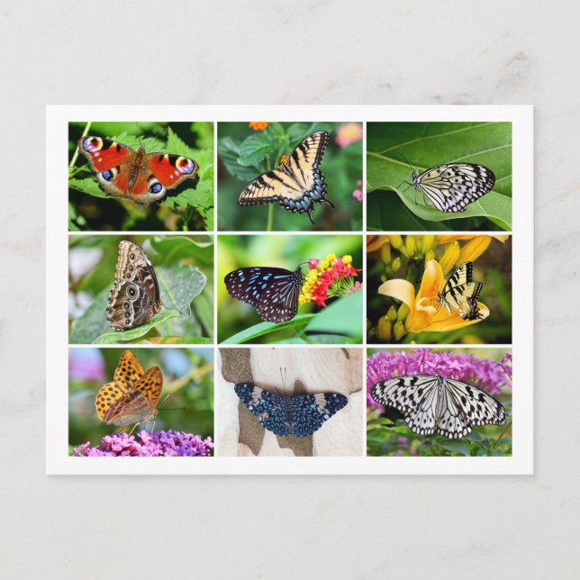 Gorgeous Butterflies Collage Postcard Postkarte (Vorderseite)