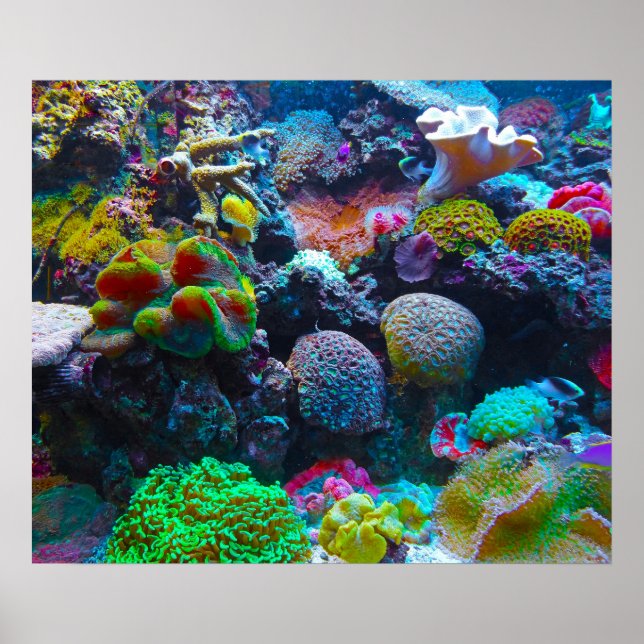 Gorgeous Coral Reef Poster (Vorne)