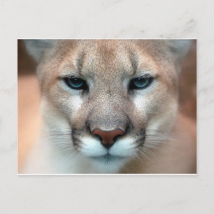 GORGEOUS COUGAR POSTKARTE