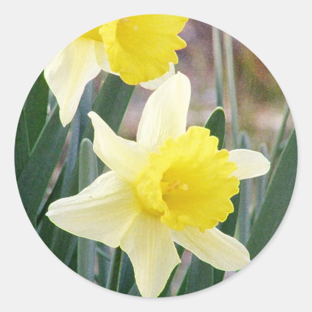 Gorgeous Daffodils Runder Aufkleber (Vorderseite)