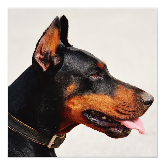 Gorgeous Doberman Pinscher Fotodruck (Vorne)